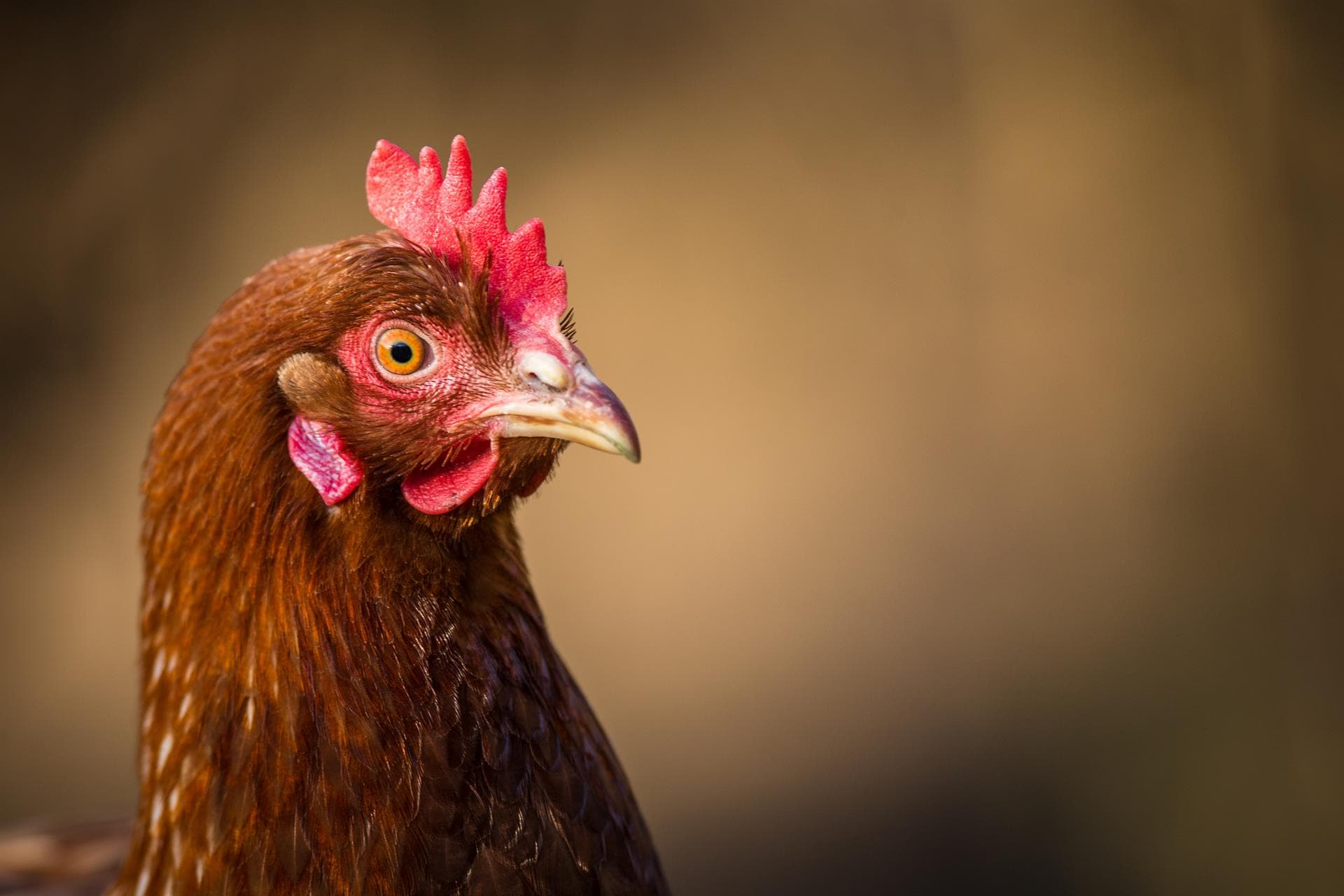  Fertilizantes, abonos y piensos en Silleda